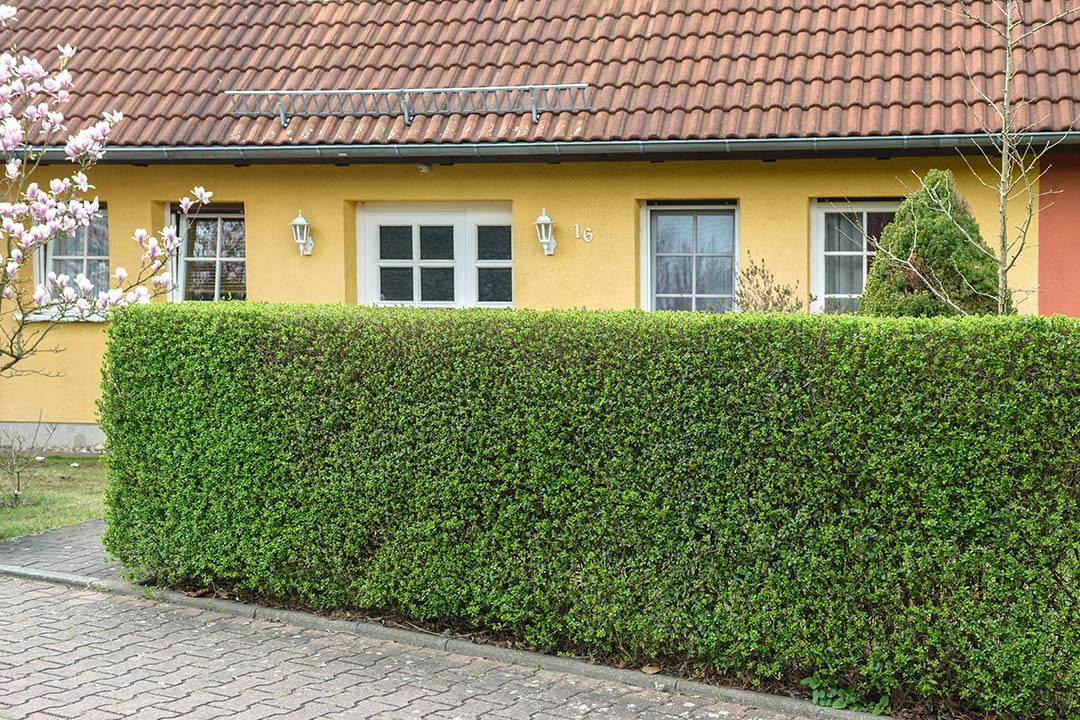 Tree Trimming Care